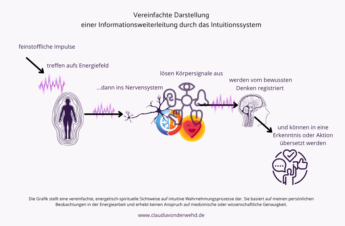 Schematische Darstellung eines intuitiven Impulsweges: Feinstoffliche Impulse treffen auf das Energiefeld, gelangen ins Nervensystem, lösen Körpersignale aus, werden vom Denken registriert und können als Erkenntnis oder Handlung umgesetzt werden.hd