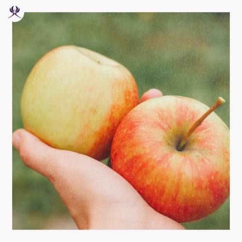 zwei Äpfel in einer Hand als Symbol für die Kraft des Erntedankes zur Herbst-Tagundnachtgleiche