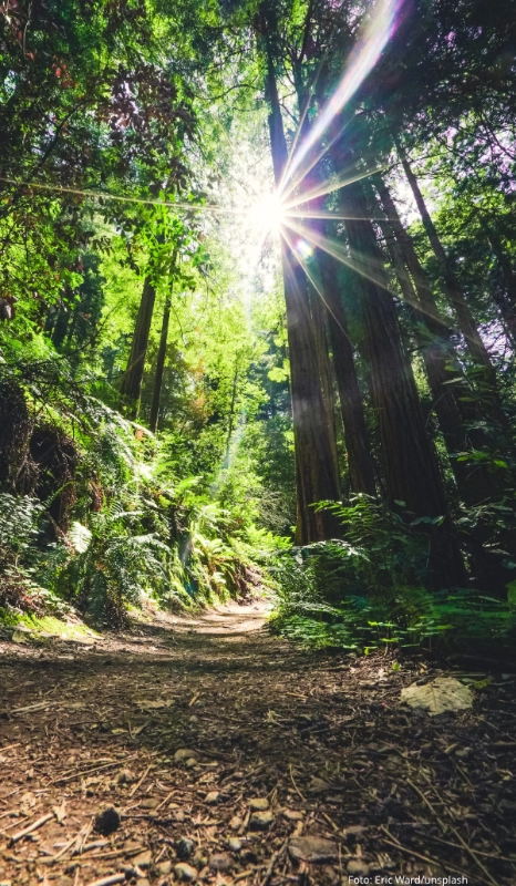 Lichtdurchfluteter Waldweg - ein stiller Raum für spirituelle und energetische Intensivbegleitung“