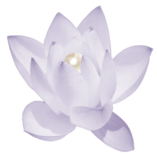 Lotusblüte mit Perle in der Mitte als Symbol für Bewusstseinswandel